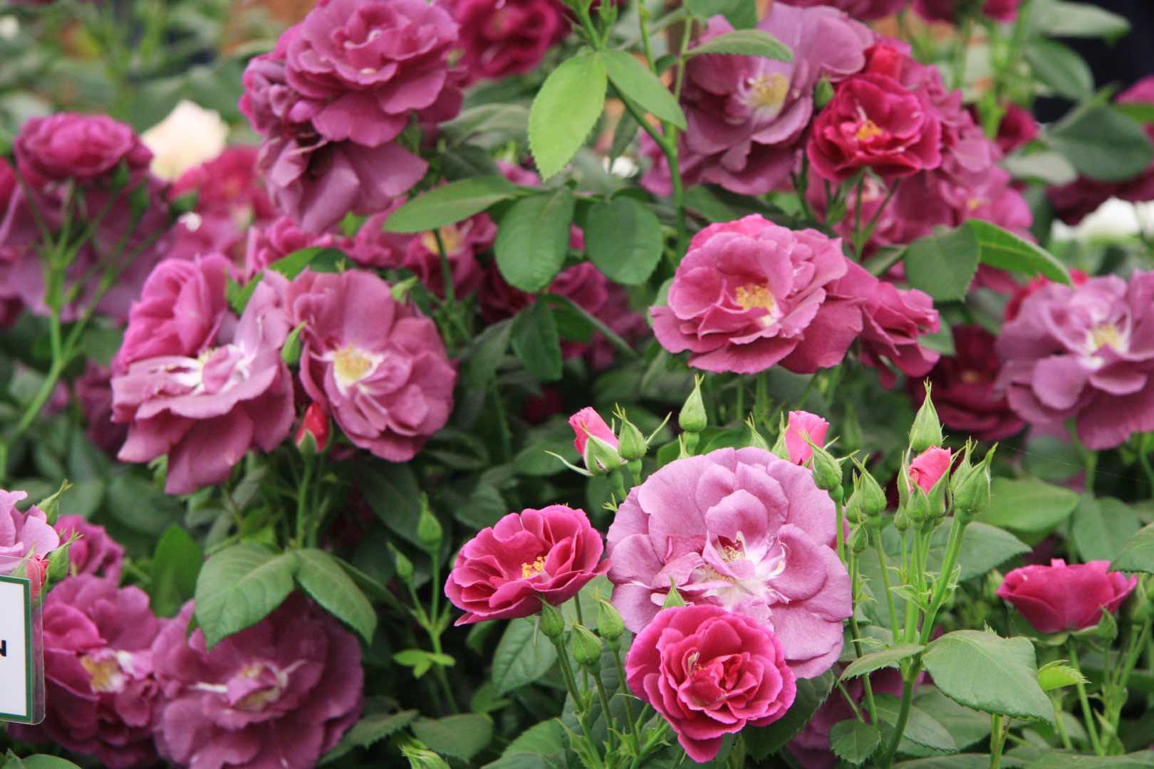 Edible flowers 