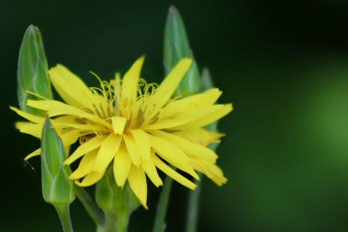 Black salsify